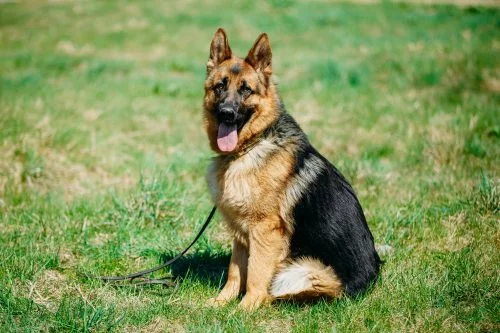 homes for rent that allow german shepherds