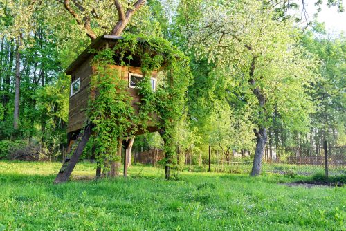 House on tree