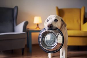 Do You Need Dog-Friendly Homeowner’s Insurance?