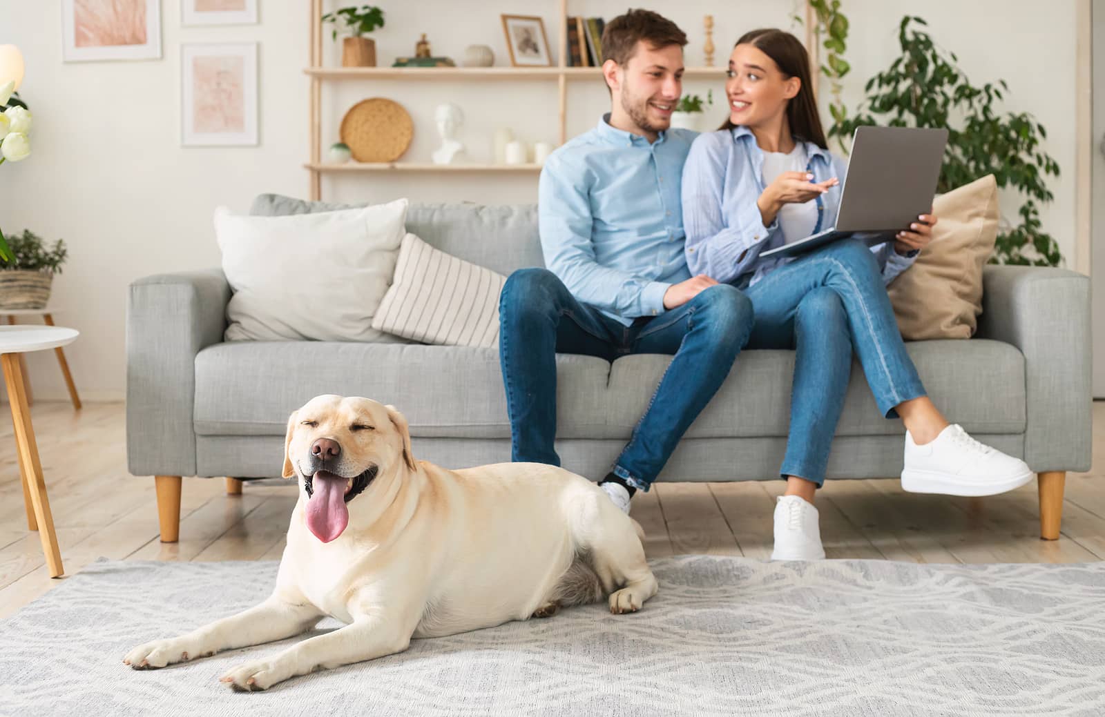 Do Home Insurance Policies Cover Pet Damage?