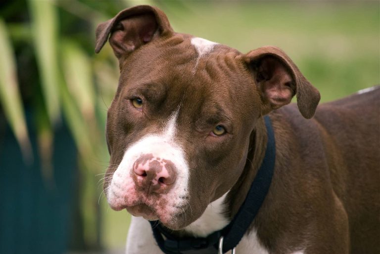 Top 5 States With The Highest Dog Bite Claims