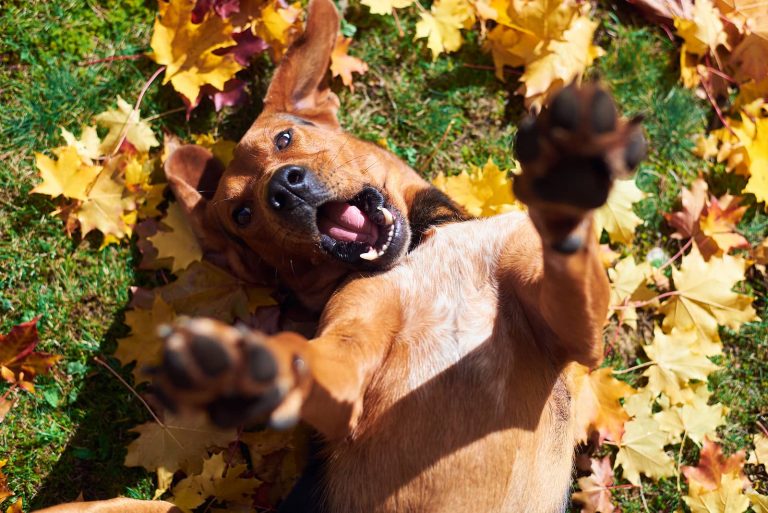 Dog Bite Prevention: 5 Ways To Prevent Dog Bites