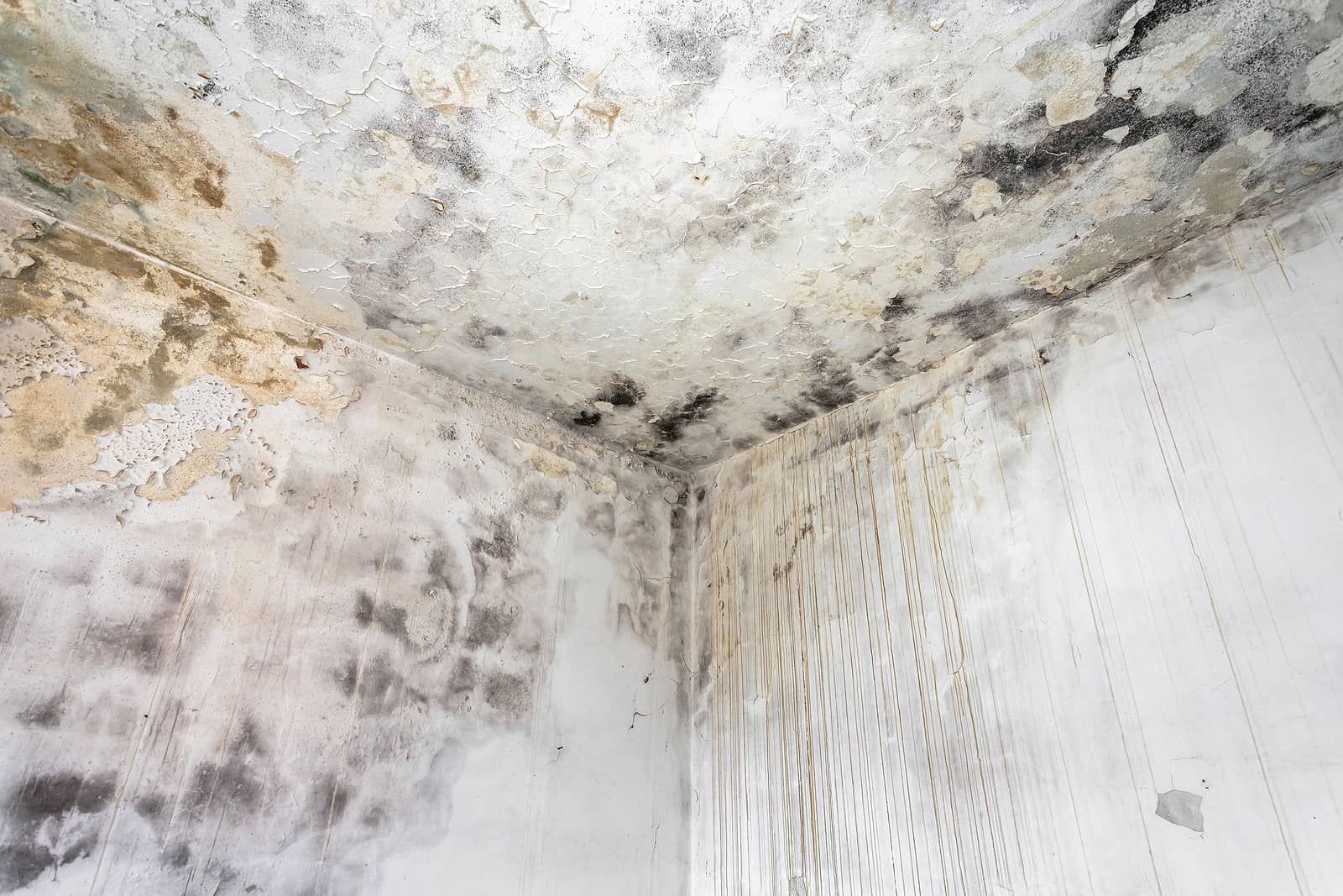 Does Homeowners Insurance Cover Mold