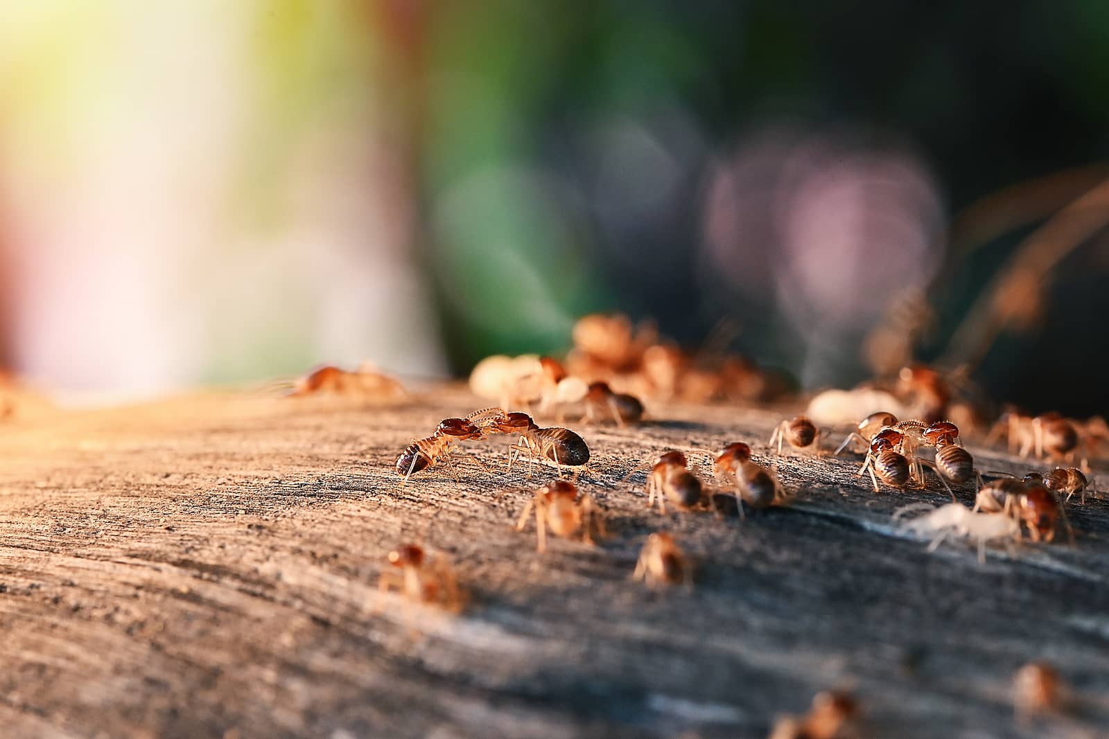 Does Homeowners Insurance Cover Termites