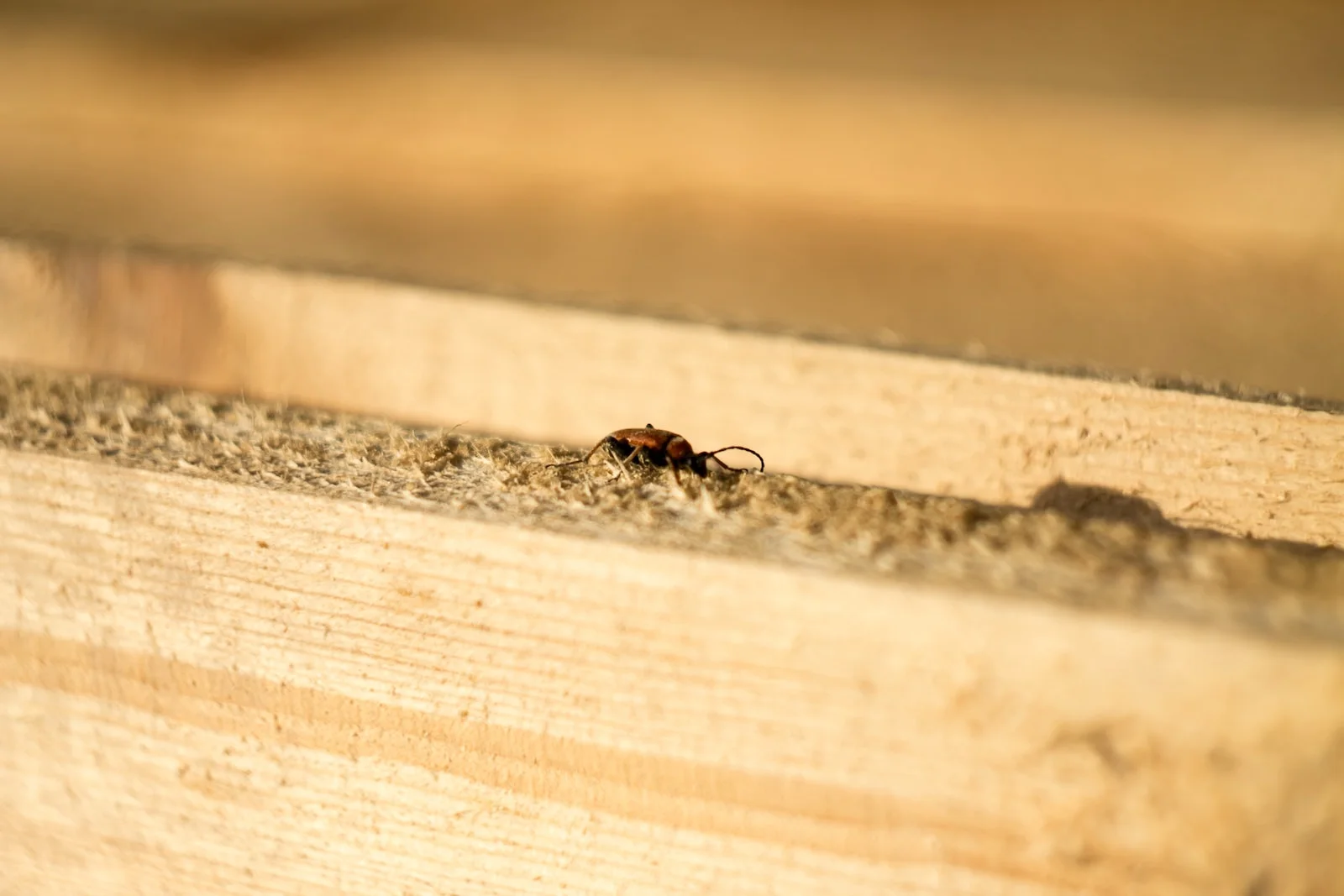 Signs of Termites